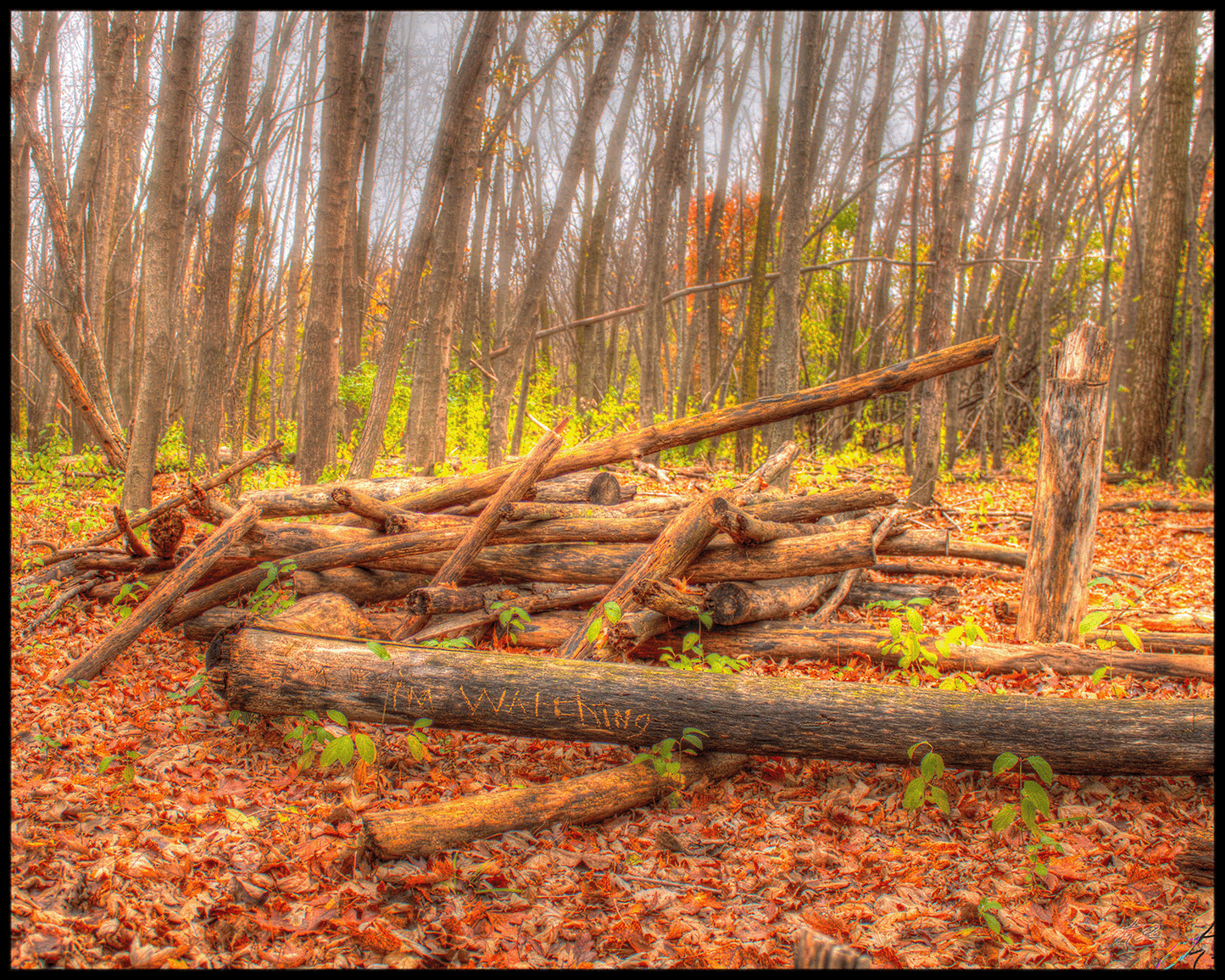 Leon D Larson Woods are Watching. Sycamore, Illinois. Fall 2024