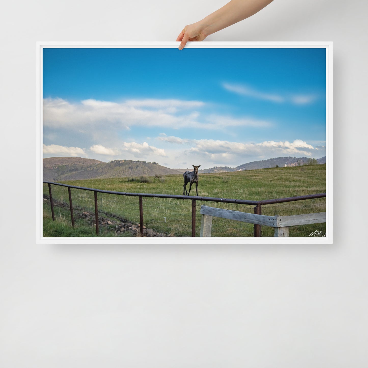 24x36in Framed Canvas - If you give a moose a photo ...