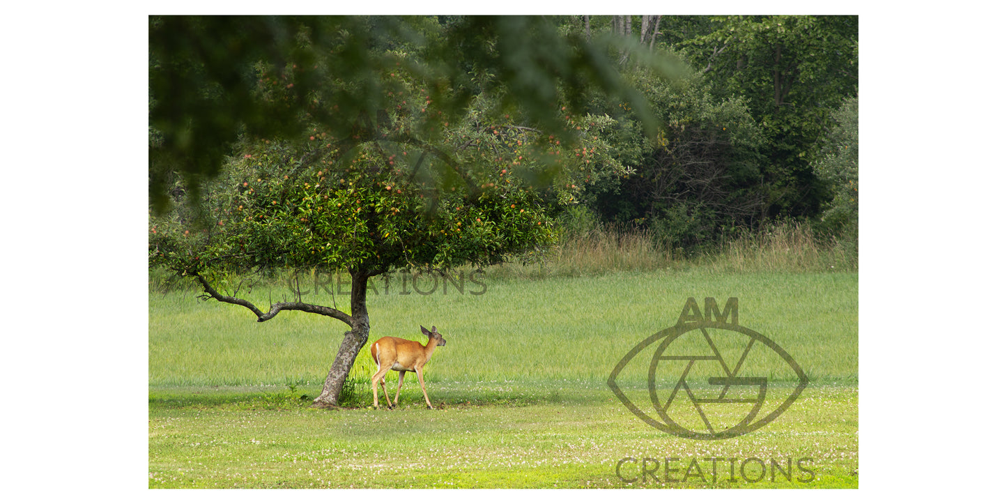 Apple Snacks for Deer