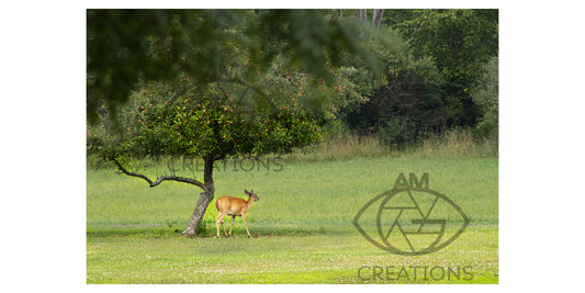 Apple Snacks for Deer