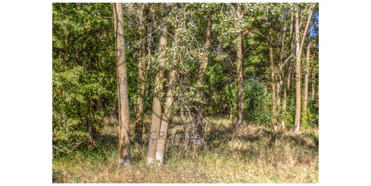 Bethany Garden Trees