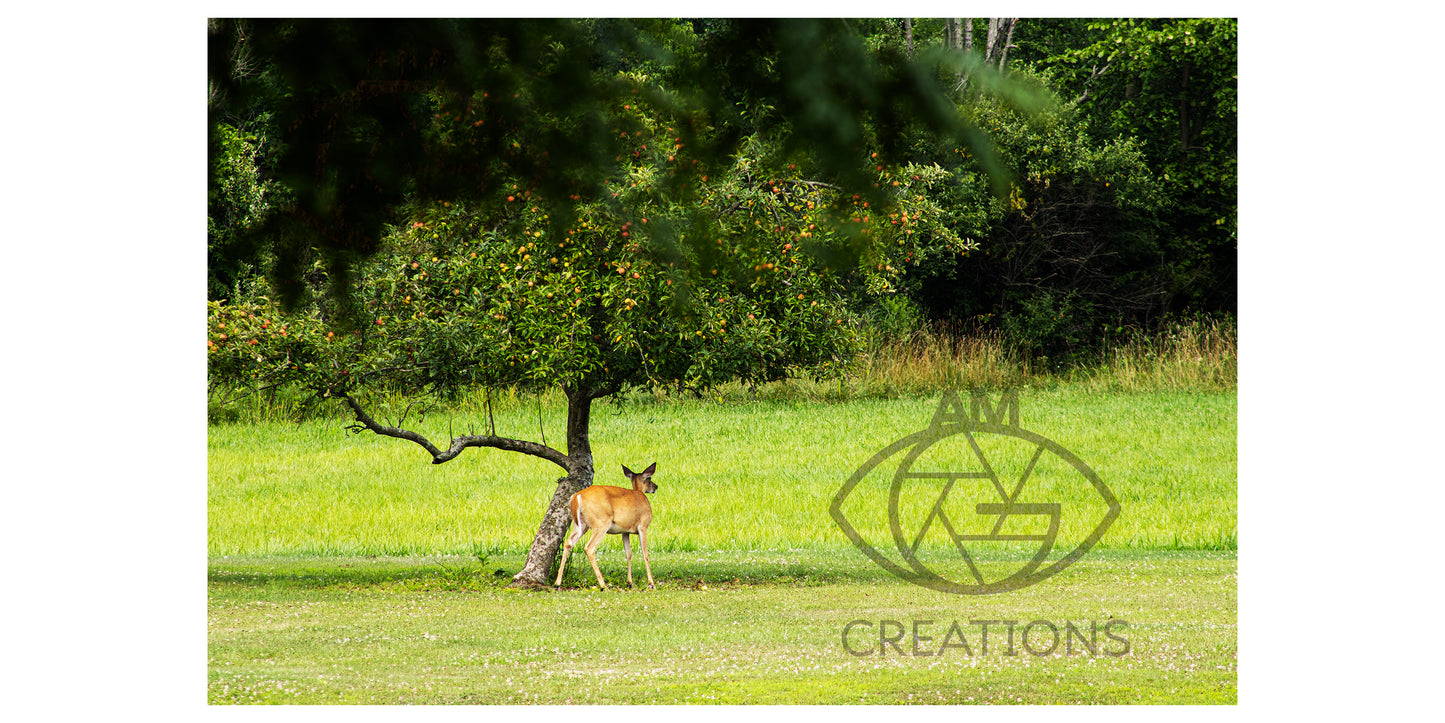 Standing Deer