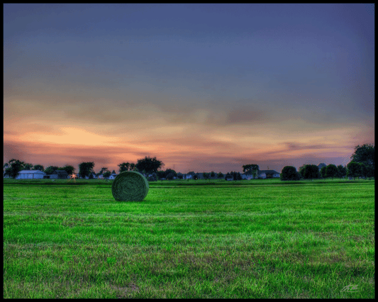 Sycamore Hay Field
