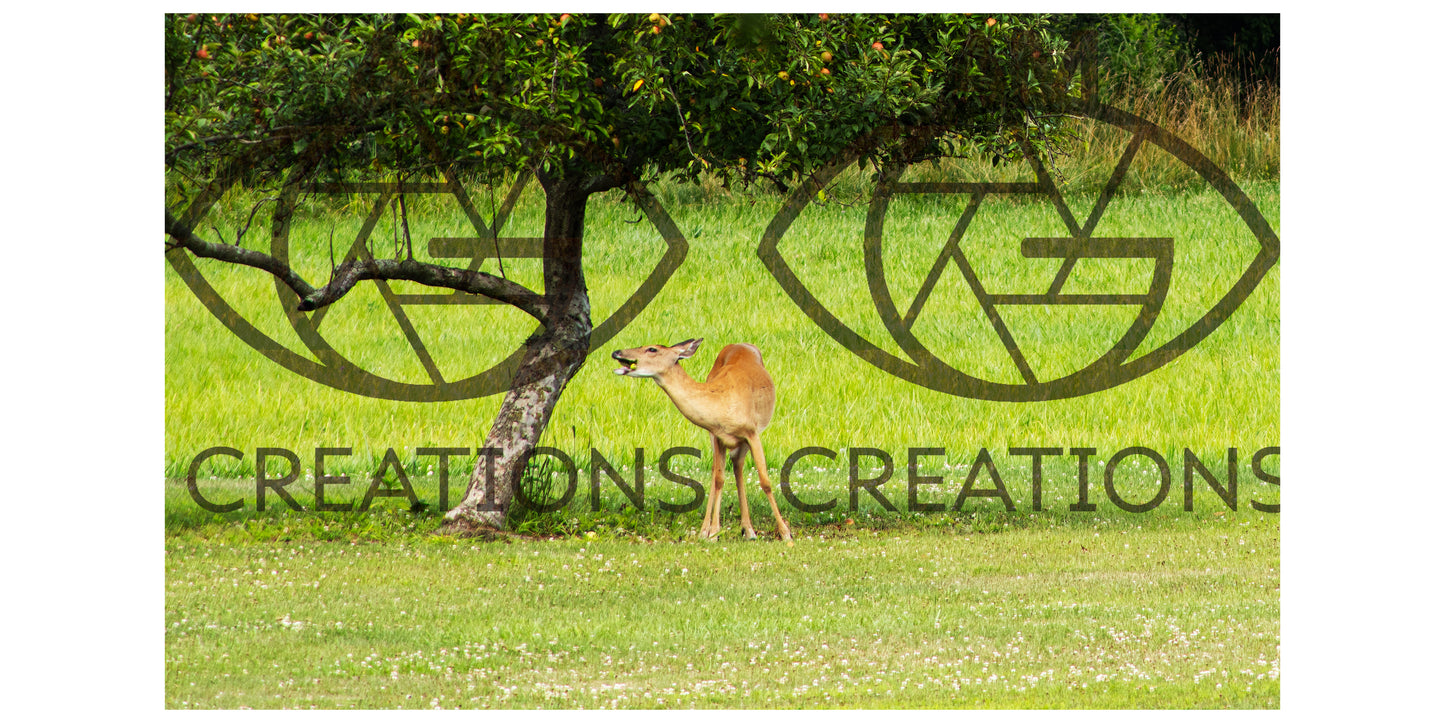 The Laughing Deer