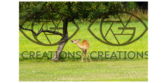 The Laughing Deer